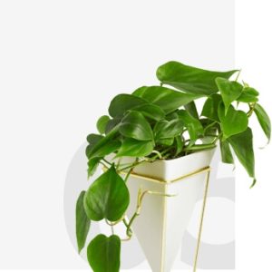 Plants